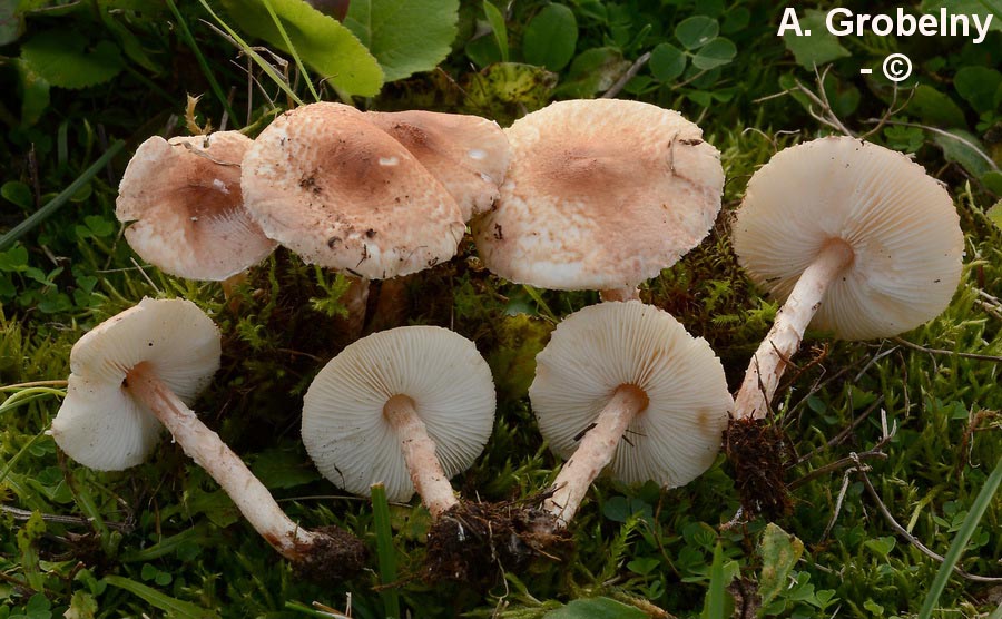 Lepiota subincarnata