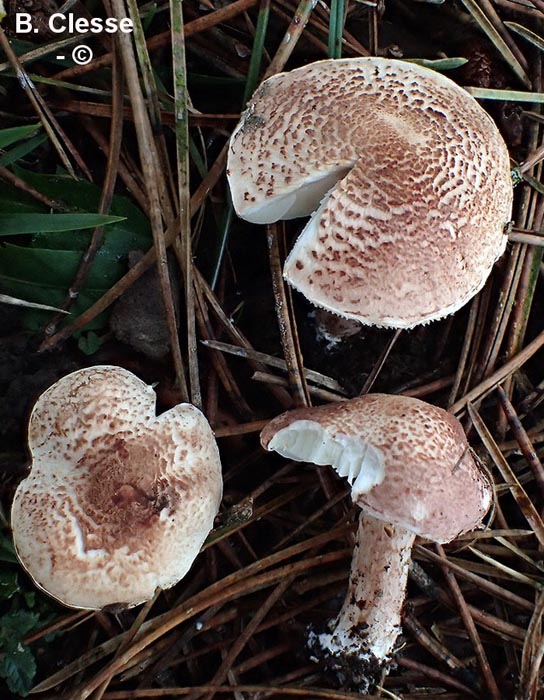 Lepiota subincarnata