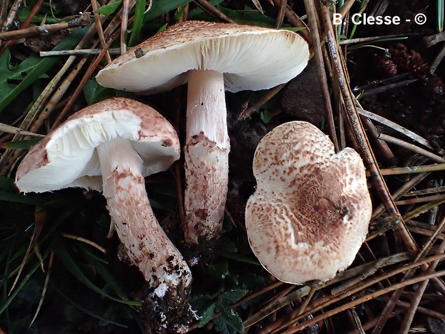 Lepiota subincarnata