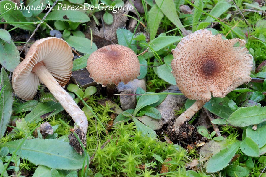 Lepiota sublaevigata