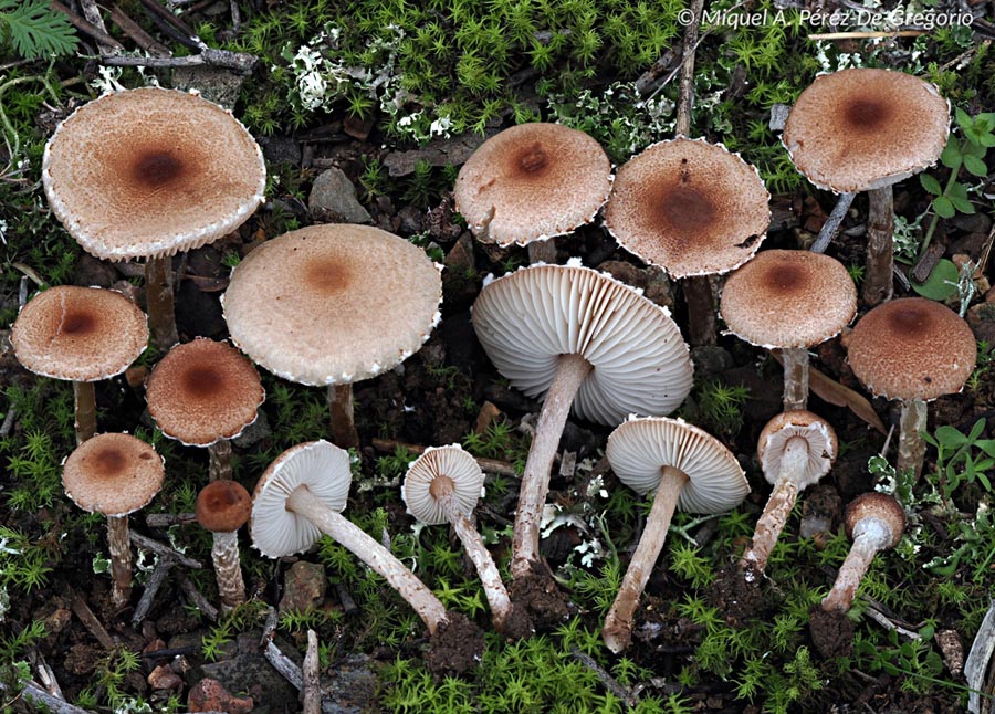 Lepiota sublaevigata