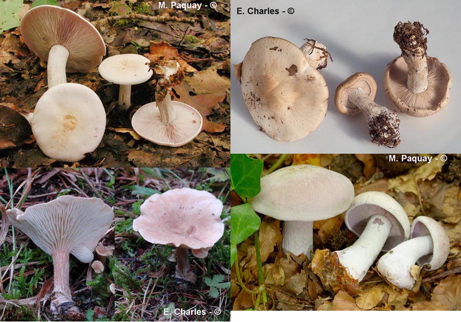 Lepista glaucocana