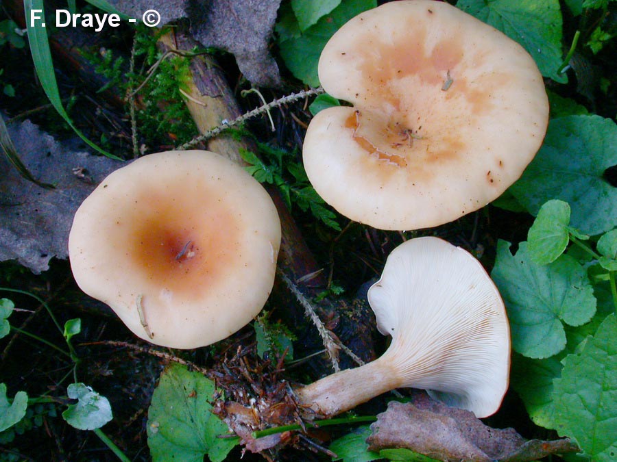 Lepista flaccida (Lepista inversa, Lepista flaccida var. inversa) Paralepista flaccida, Paralepista inversa)