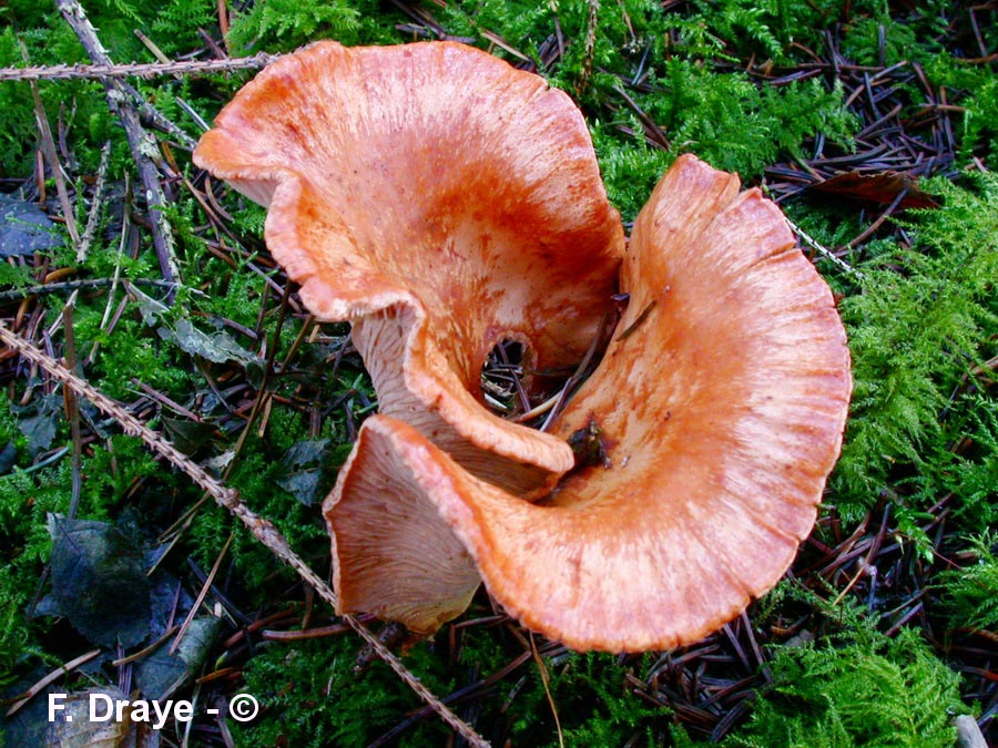 Lepista flaccida (Lepista inversa, Lepista flaccida var. inversa) Paralepista flaccida, Paralepista inversa)