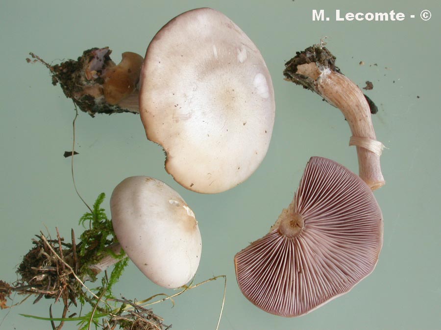 Lepista nuda var. lilacina