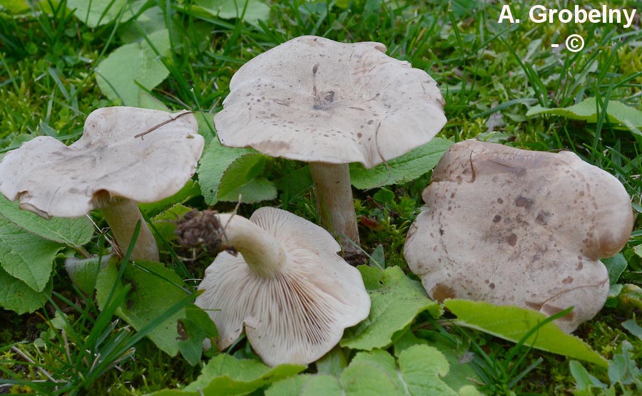 Lepista panaeolus (Lepista panaeola)