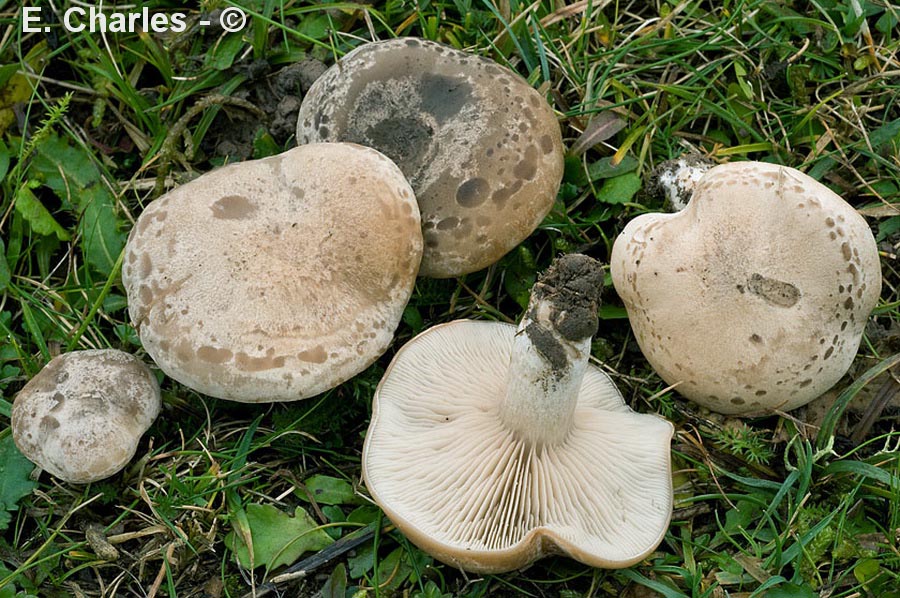 Lepista panaeolus (Lepista panaeola)
