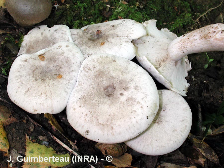 Lepista ricekii