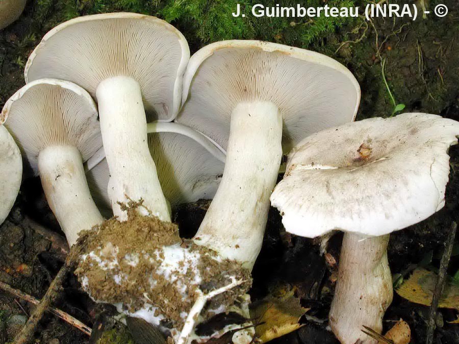 Lepista ricekii