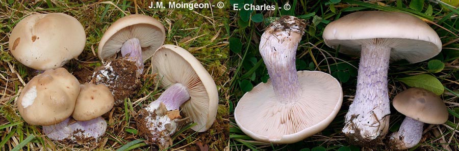 Lepista personata (Lepista saeva)