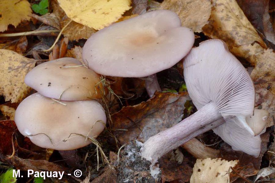 Lepista sordida