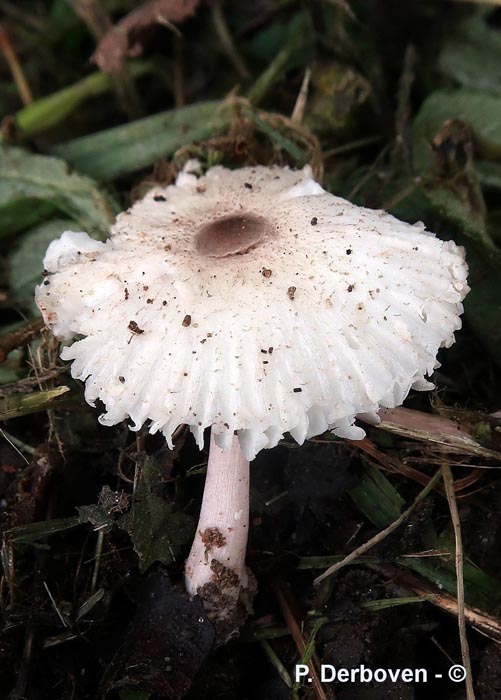 Leucoagaricus brebissonii