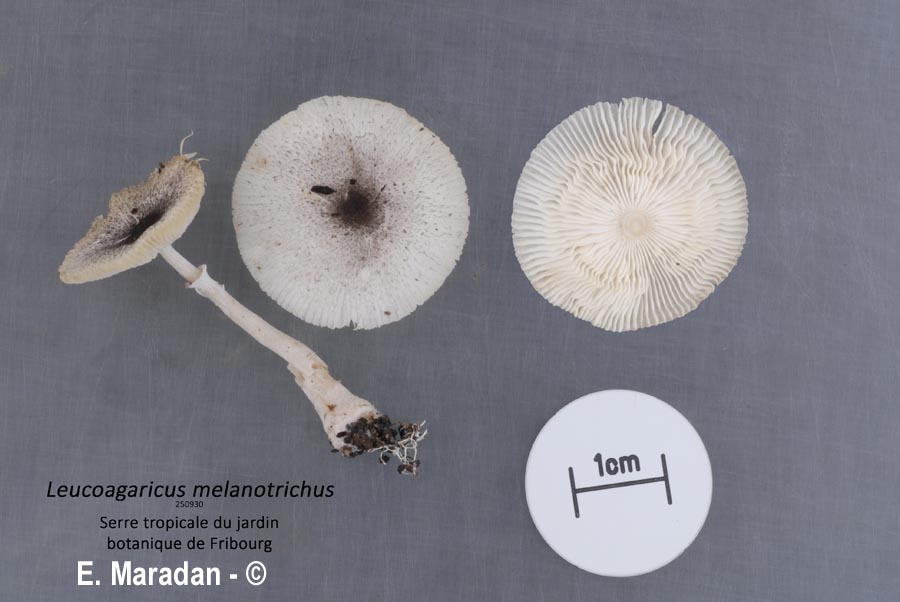 Leucoagaricus melanotrichus