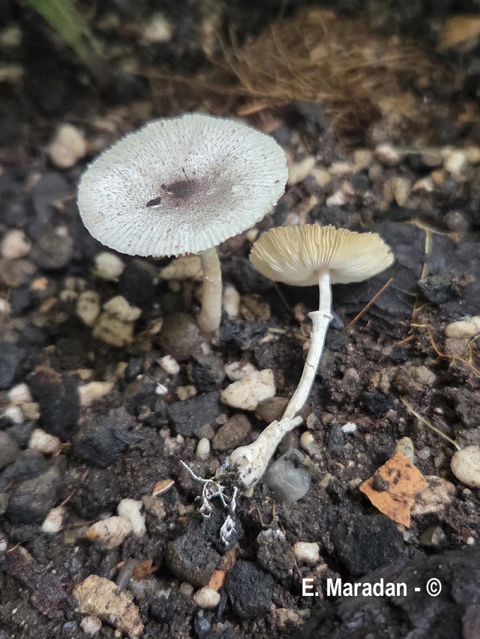 Leucoagaricus melanotrichus