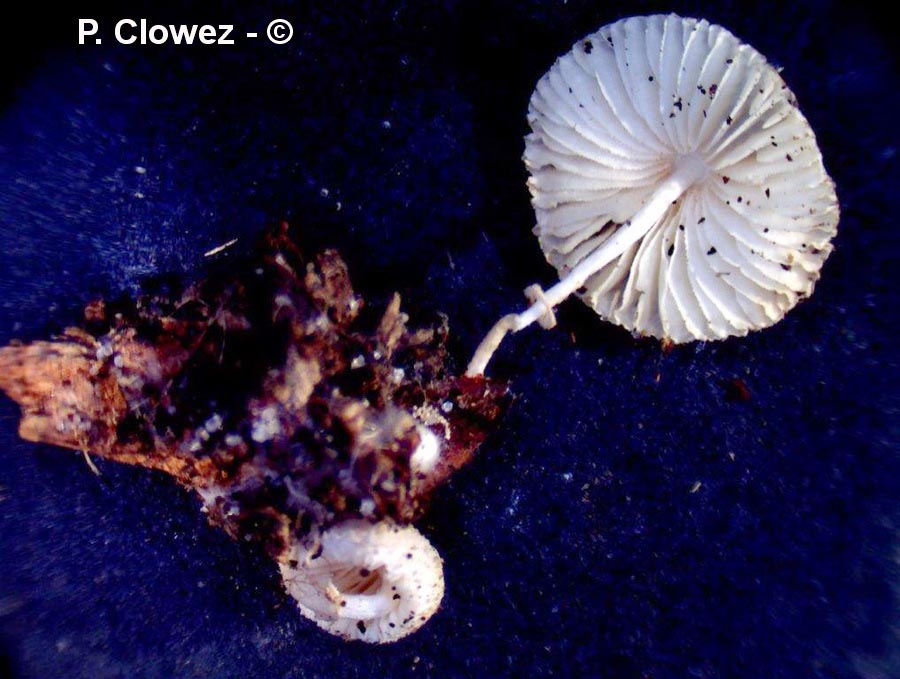 Leucocoprinus cygneus