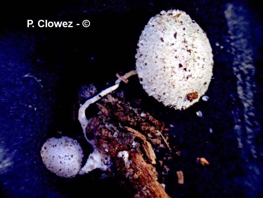 Leucocoprinus cygneus