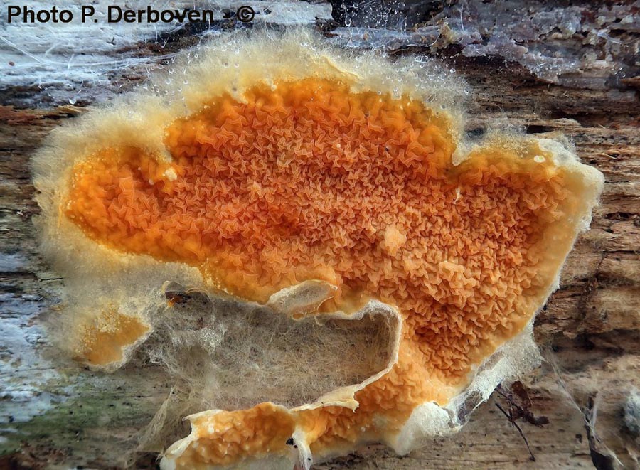 Leucogyrophana mollusca (Leucogyrophana pseudomollusca)