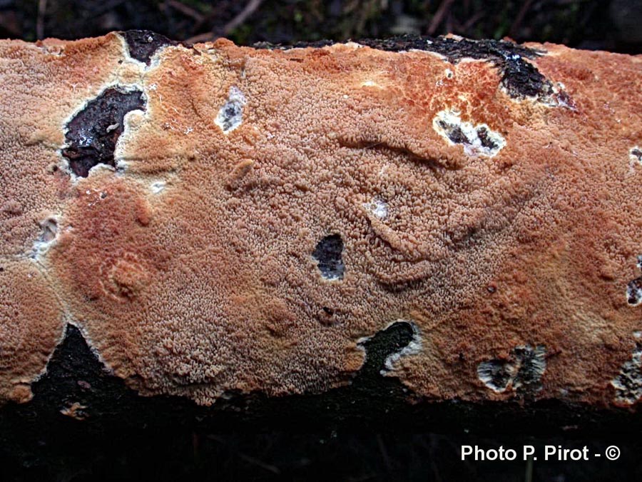 Leucogyrophana mollusca (Leucogyrophana pseudomollusca)