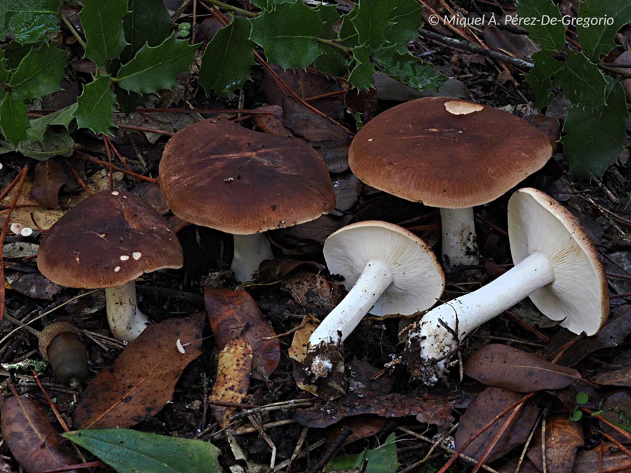 Leucopaxillus gentianeus