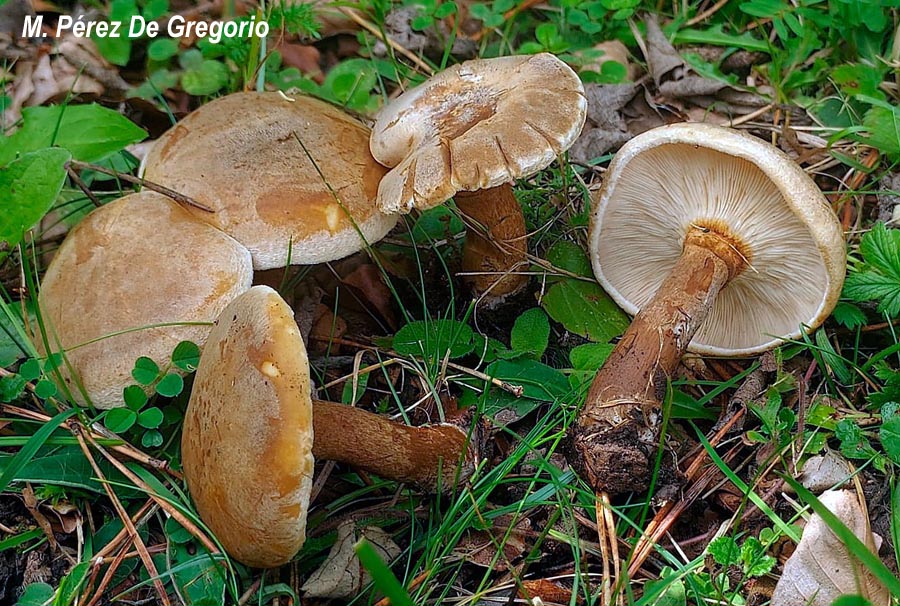 Leucopaxillus phaeopus