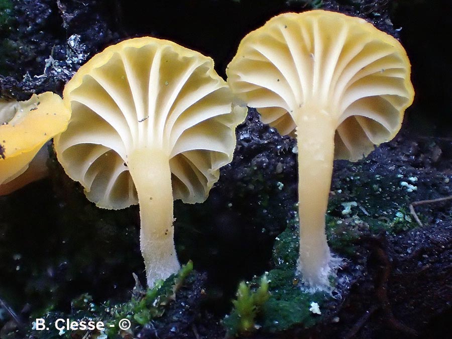 Lichenomphalia alpina