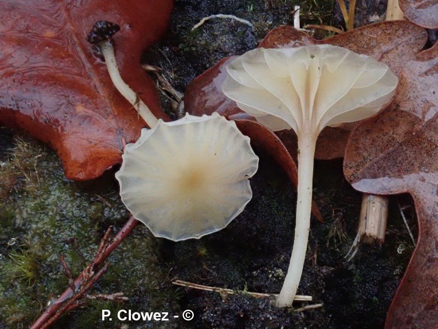 Lichenomphalia umbellifera (Phytoconis ericetorum)