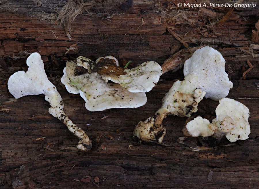 Loweomyces fractipes (Abortiporus fractipes)