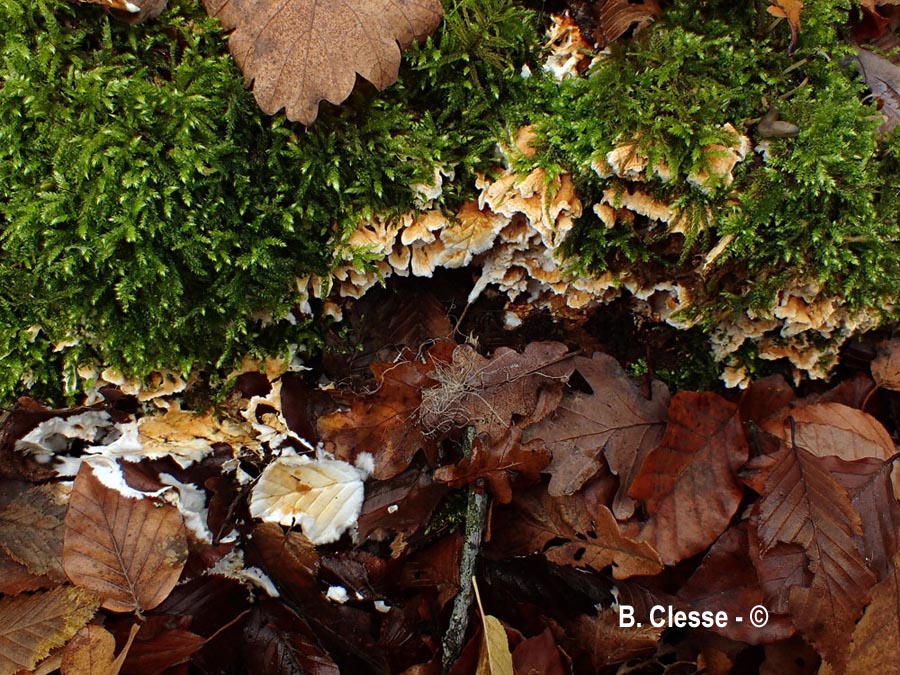 Loweomyces wynneae (Tyromyces wynneae)