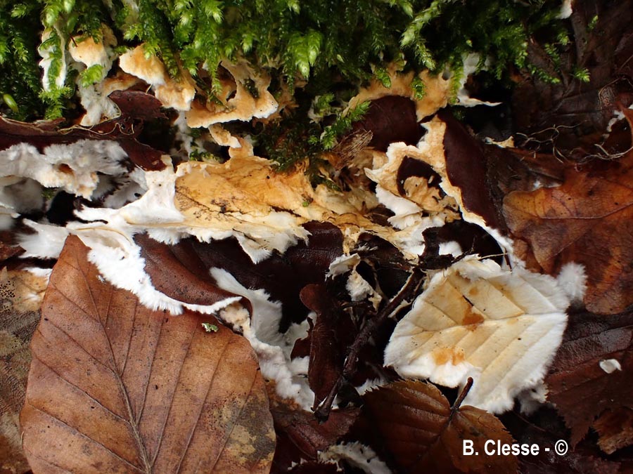 Loweomyces wynneae (Tyromyces wynneae)