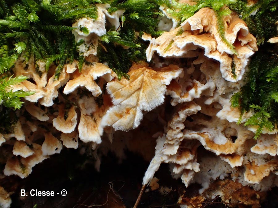 Loweomyces wynneae (Tyromyces wynneae)