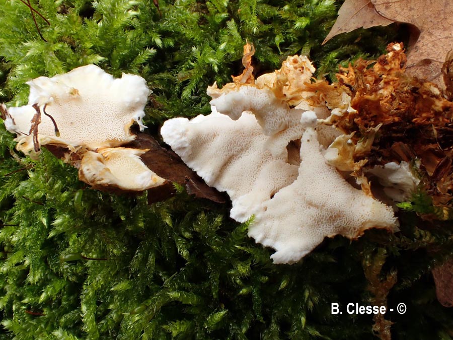 Loweomyces wynneae (Tyromyces wynneae)