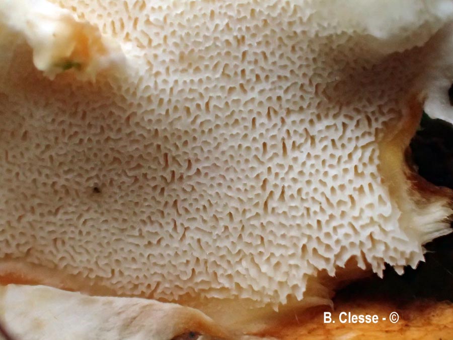 Loweomyces wynneae (Tyromyces wynneae)