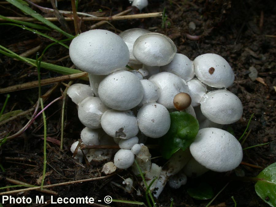 Lyophyllum connatum (Leucocybe connata)