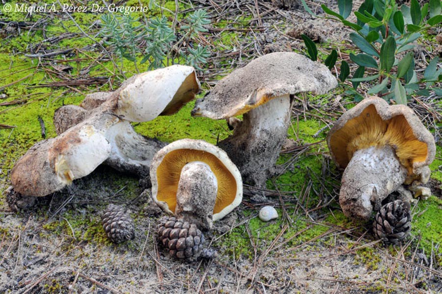 Lyophyllum hypoxanthum var.occidentale