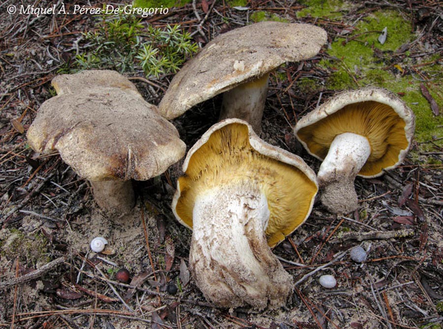 Lyophyllum hypoxanthum var.occidentale