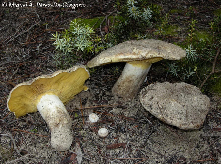 Lyophyllum hypoxanthum var.occidentale