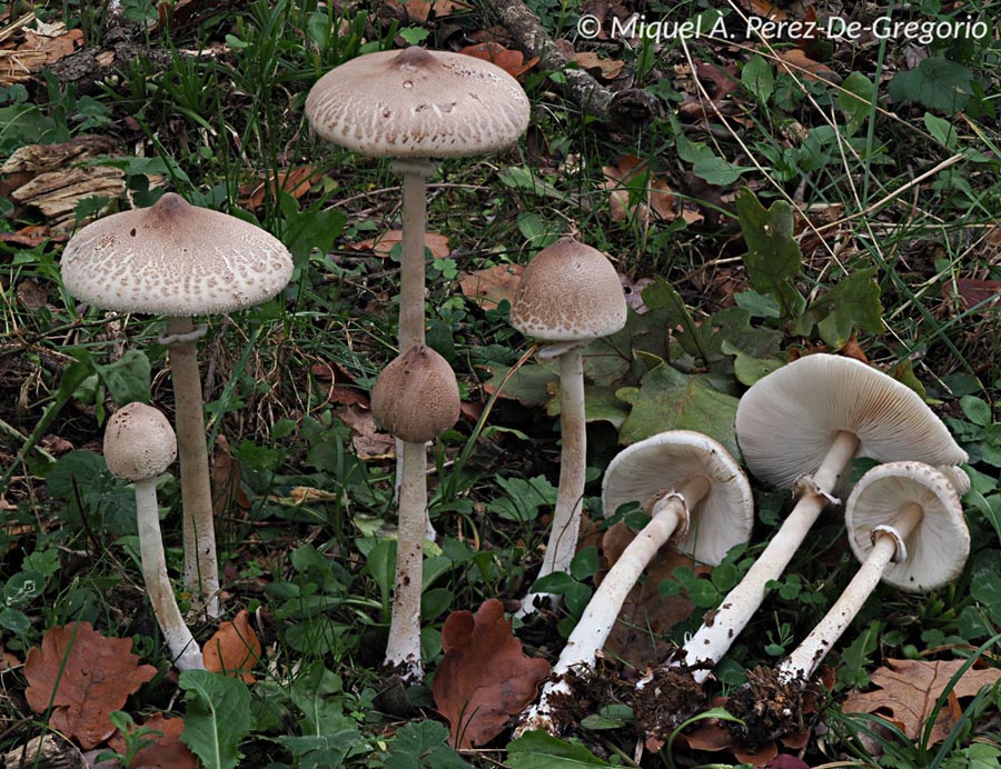 Macrolepiota mastoidea