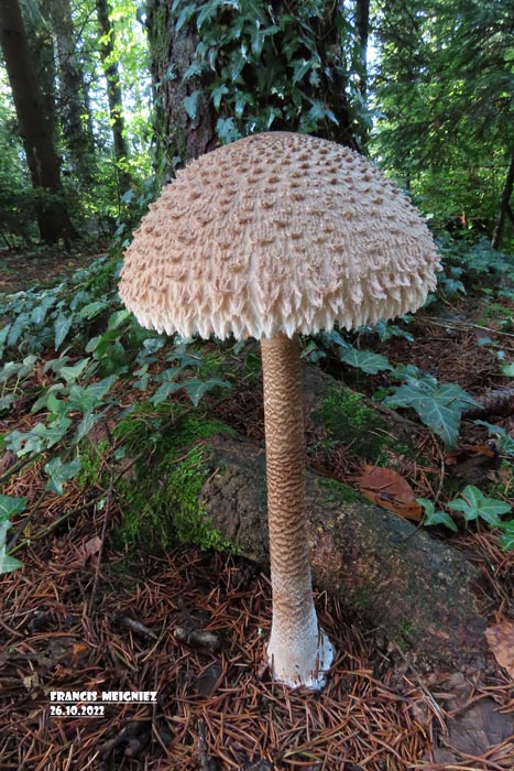 Macrolepiota procera (Lepiota procera)