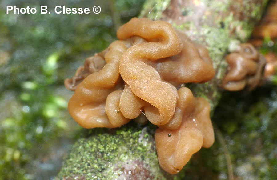 Typhula contorta (Macrotyphula contorta)