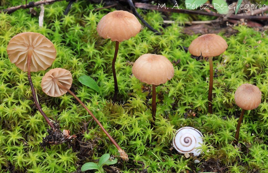 Marasmius anomalus