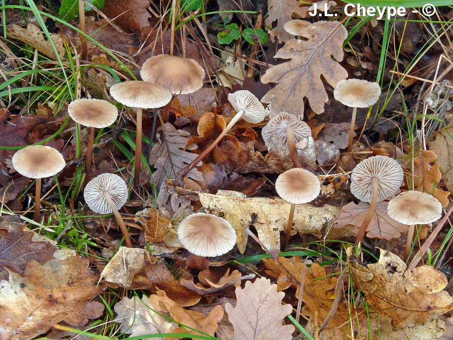 Marasmius prasiosmus