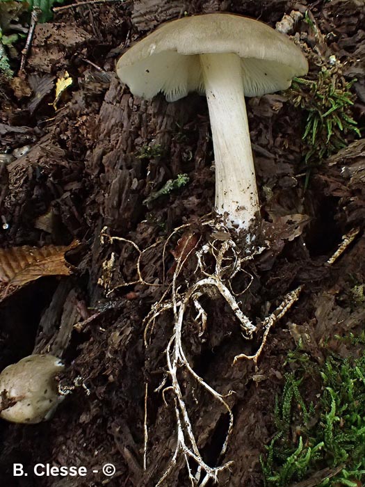 Megacollybia platyphylla