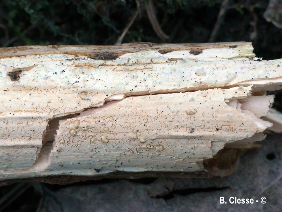 Megalocystidiatum luteocystidiatum