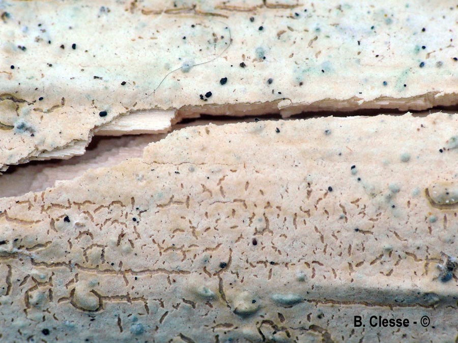 Megalocystidiatum luteocystidiatum