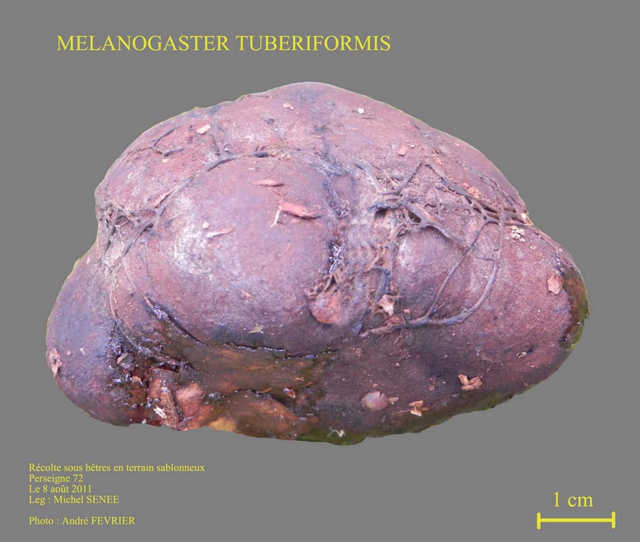 Melanogaster tuberiformis