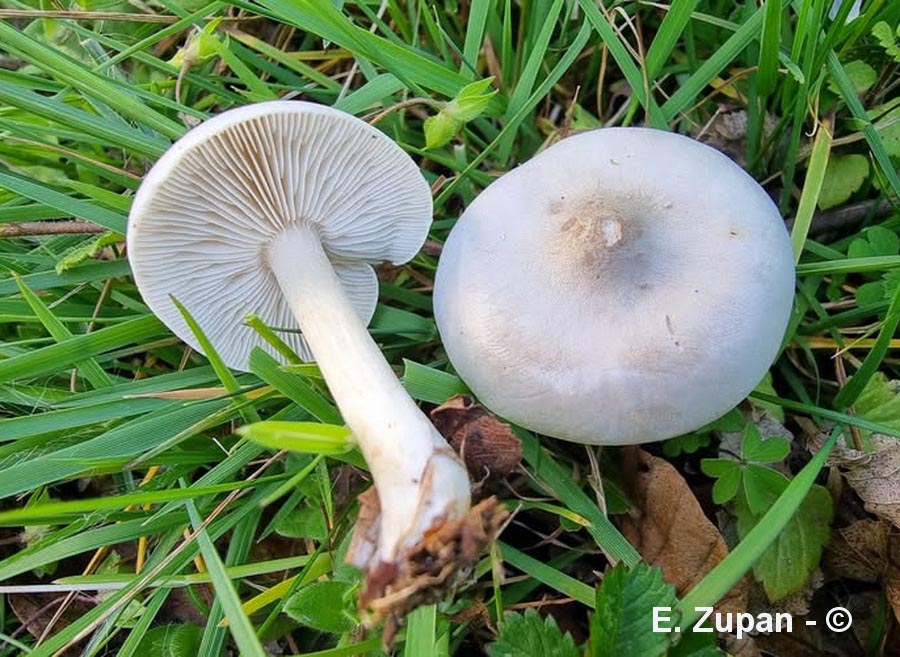 Melanoleuca iris