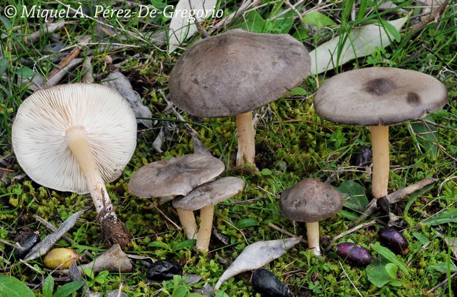 Melanoleuca kuehneri