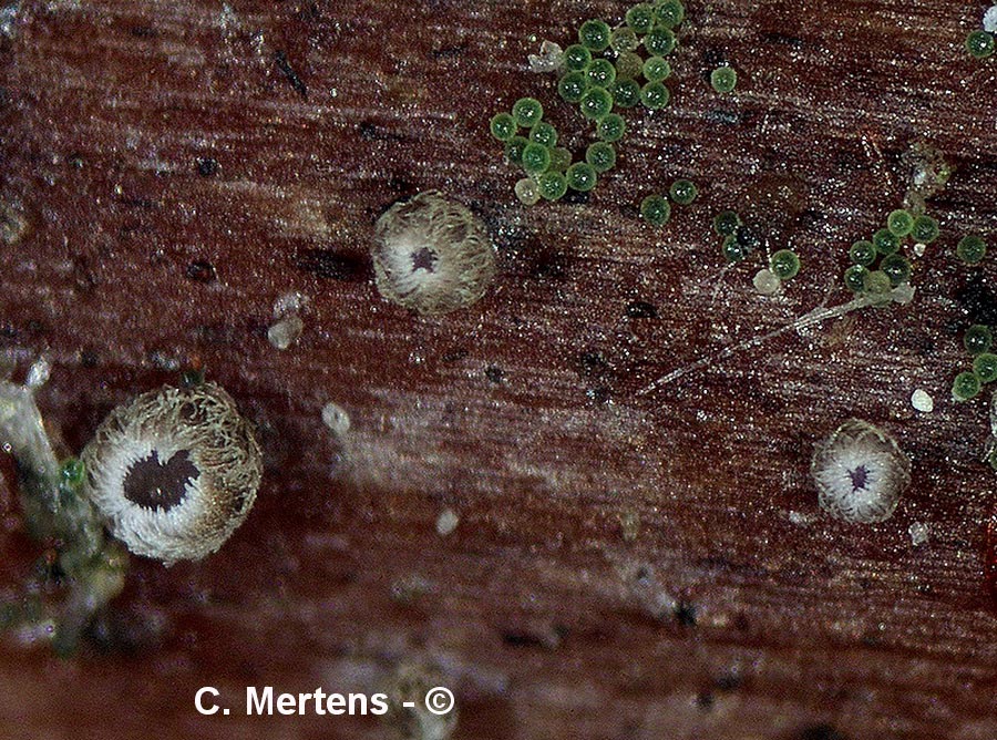 Merismodes monacha