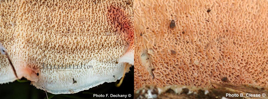 Merulius tremellosus