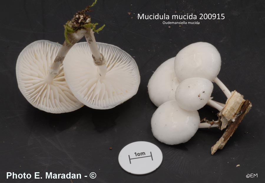 Mucidula mucida (Oudemansiella mucida)